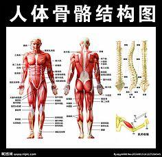 人体的结构图部位名称 人体的结构图部位名称的简报