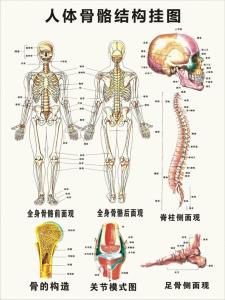 人体结构图片 人体结构分布图