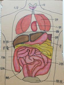 人体结构示意图器官 人体结构示意图器官 位置示意图