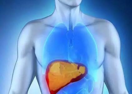 人体肝脏在哪个位置 人体肝脏在哪个位置示意图