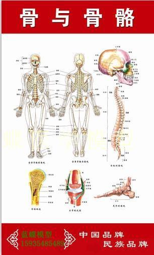 人体骨头分布图及名称 人体骨头分布图及名称拼音