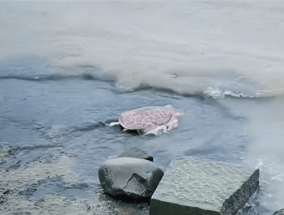 无知无畏无法无天！外来生物美国珍珠鳖被放生太湖 