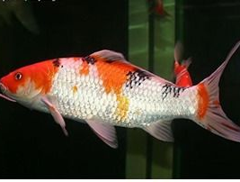 四海为家打一个生肖？