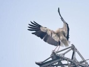 ​小鸟站在电线上为什么不会触电,为什么小鸟站在电线上却不会触电呢