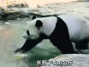 两只旅俄大熊猫体重和人气齐升：吃得香 住得好！