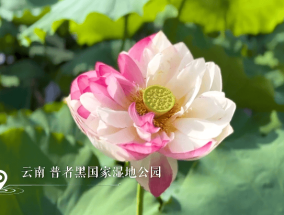云南普者黑现罕见的粉白相间荷花：花瓣如脂如玉！